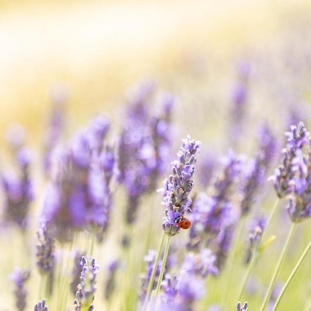 Agriturismo La Valle Della Lavanda - Podere Mezzastrada Fauglia Eksteriør billede