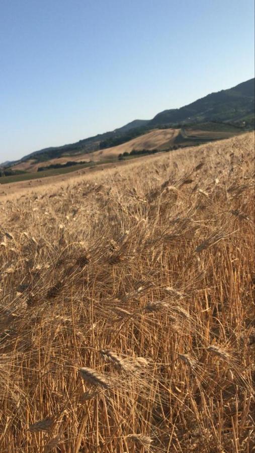 Agriturismo La Valle Della Lavanda - Podere Mezzastrada Fauglia Eksteriør billede