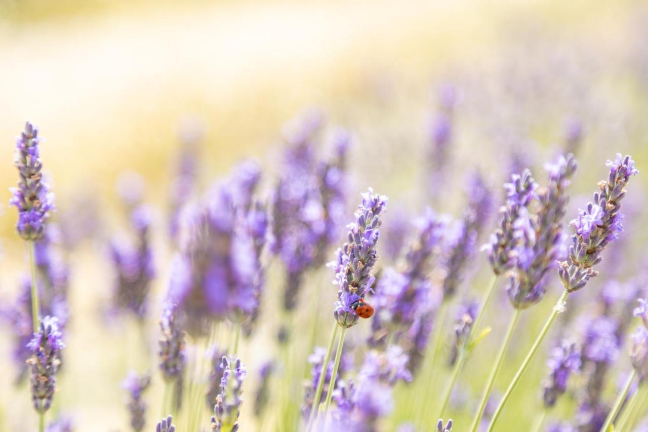 Agriturismo La Valle Della Lavanda - Podere Mezzastrada Fauglia Eksteriør billede