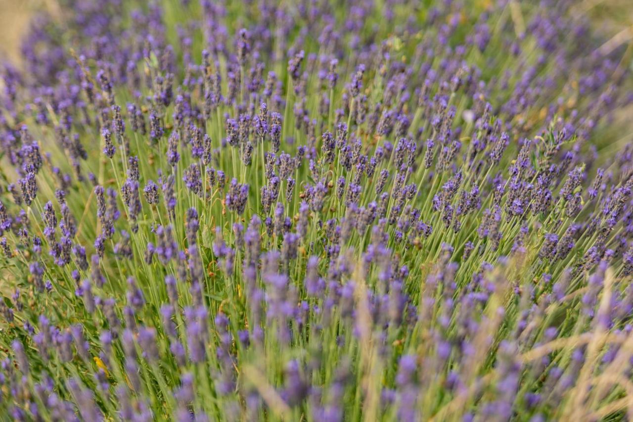Agriturismo La Valle Della Lavanda - Podere Mezzastrada Fauglia Eksteriør billede