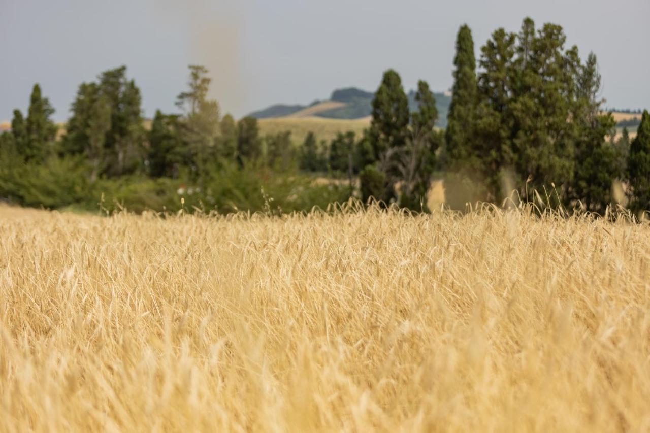 Agriturismo La Valle Della Lavanda - Podere Mezzastrada Fauglia Eksteriør billede